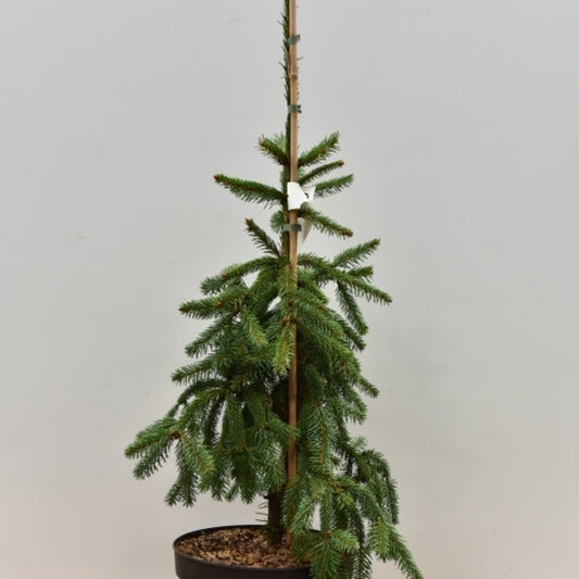 Fijnspar (Picea abies) 'Inversa'