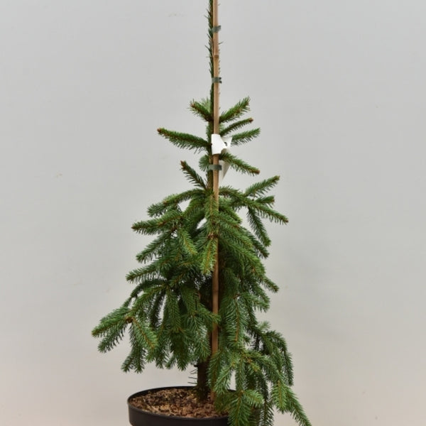 Fijnspar (Picea abies) 'Inversa'