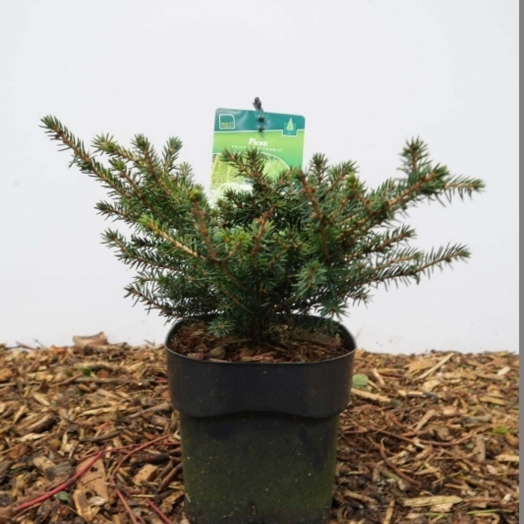 Fijnspar (Picea abies) 'Nidiformis'