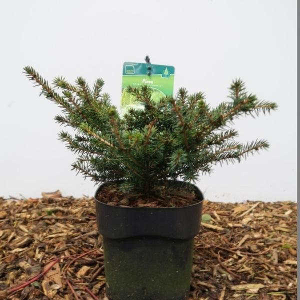 Fijnspar (Picea abies) 'Nidiformis'