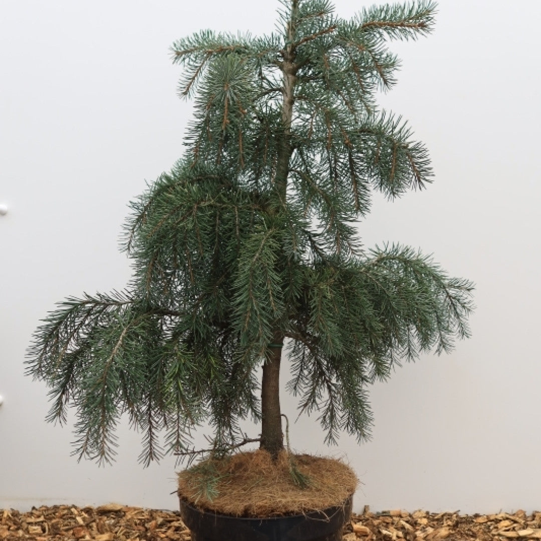 Treurspar (Picea breweriana)