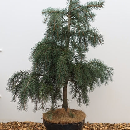 Treurspar (Picea breweriana)