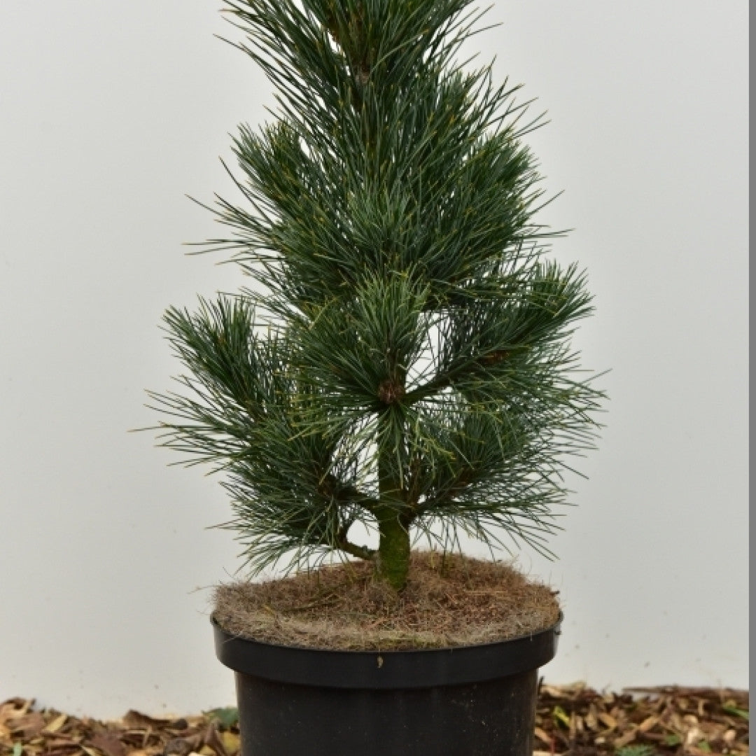 Den (Pinus cembra) 'Compacta Glauca'