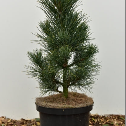 Den (Pinus cembra) 'Compacta Glauca'