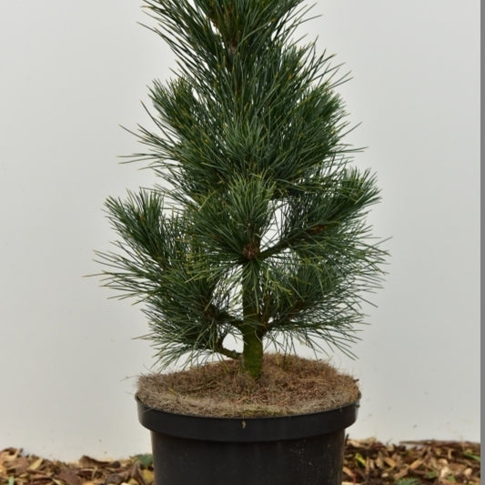 Den (Pinus cembra) 'Compacta Glauca'