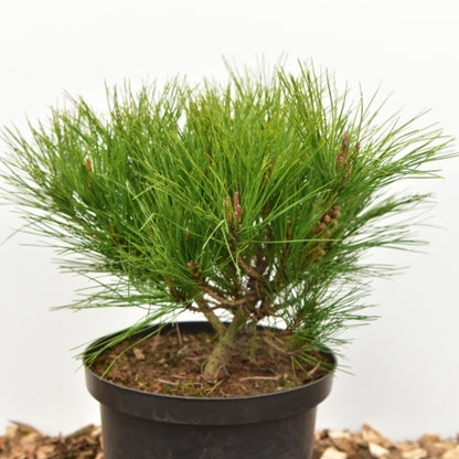 Den (Pinus densiflora) 'Alice Verkade'