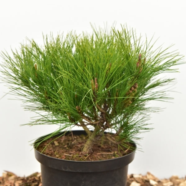 Den (Pinus densiflora) 'Alice Verkade'