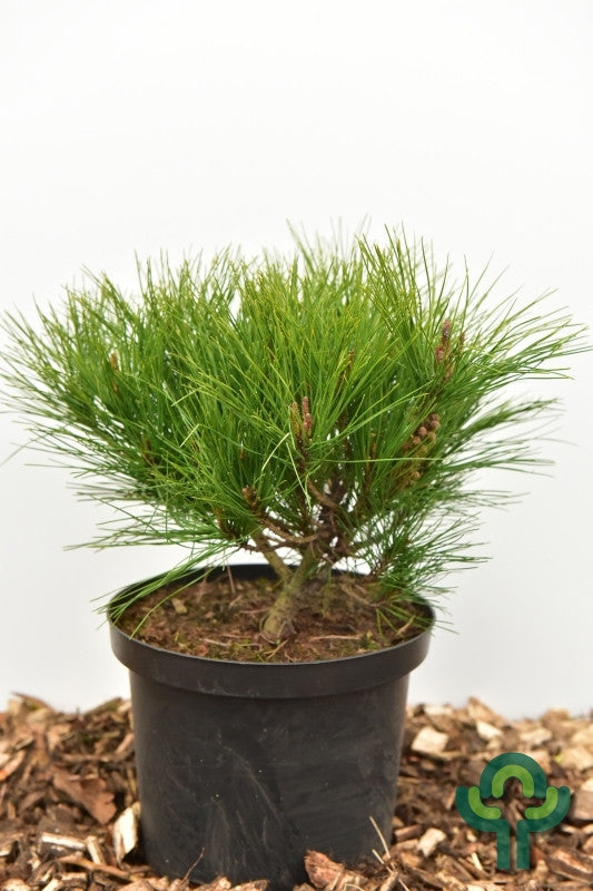 Den (Pinus densiflora) 'Alice Verkade'