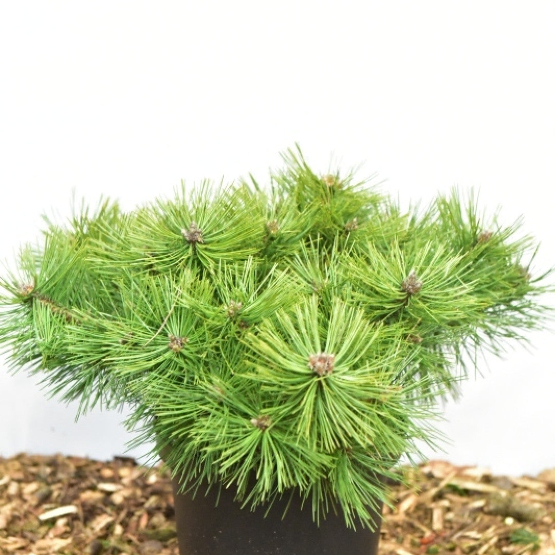 Den (Pinus densiflora) 'Jane Kluis'