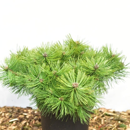 Den (Pinus densiflora) 'Jane Kluis'