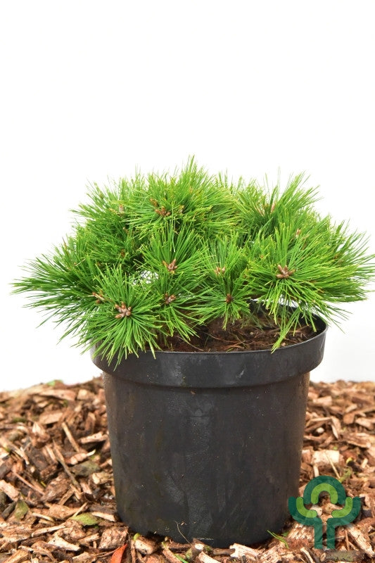 Den (Pinus densiflora) 'Low Glow'