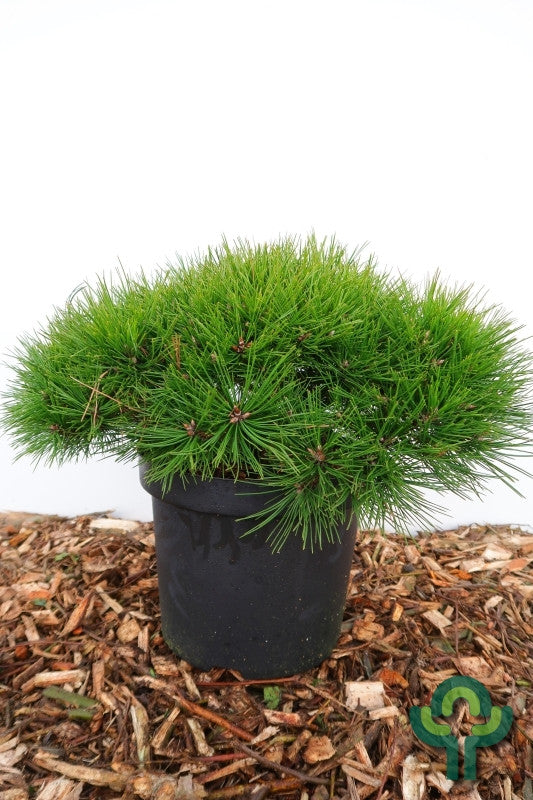 Den (Pinus densiflora) 'Low Glow'