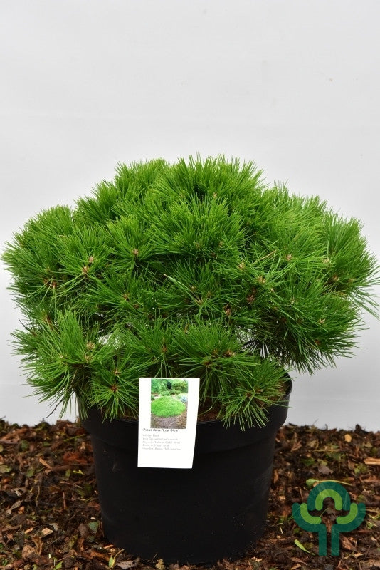 Den (Pinus densiflora) 'Low Glow'