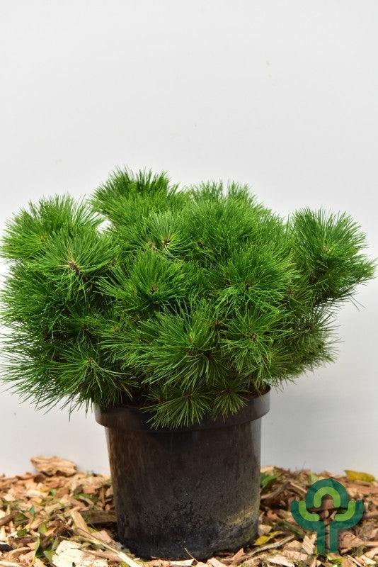 Den (Pinus densiflora) 'Low Glow'