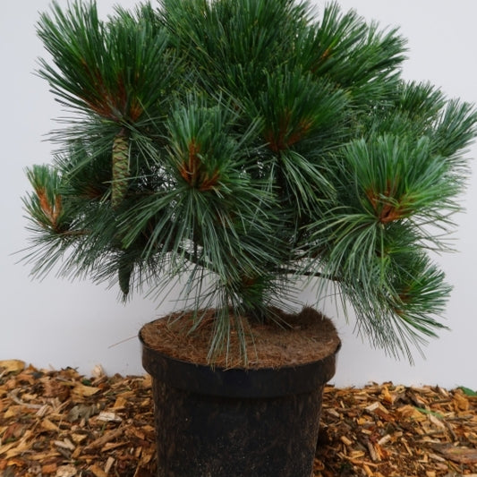 Den (Pinus flexilis) 'Pygmaea'