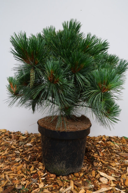 Den (Pinus flexilis) 'Pygmaea'