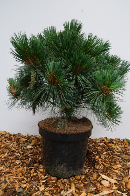 Den (Pinus flexilis) 'Pygmaea'