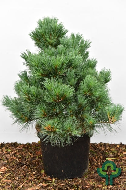 Den (Pinus flexilis) 'Pygmaea'