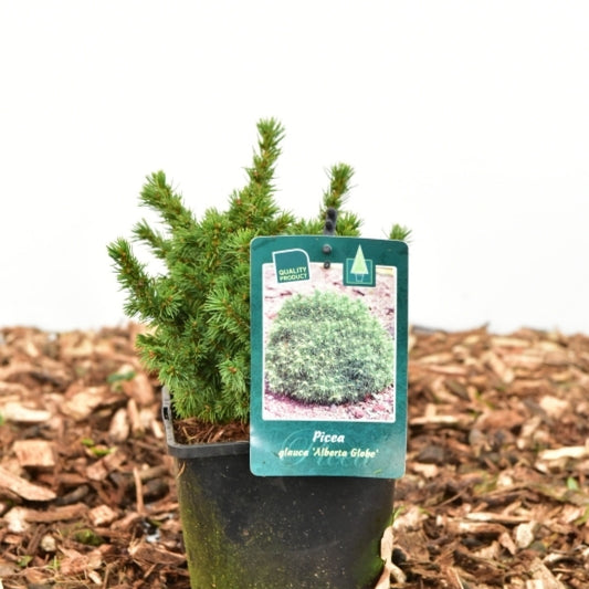 Witte spar (Picea glauca) 'Alberta Globe'