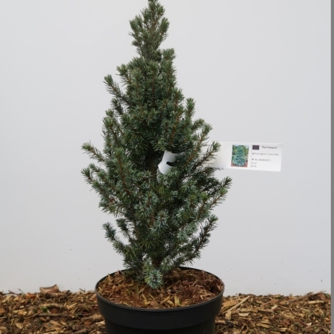Witte spar (Picea glauca) 'Conica Blue'