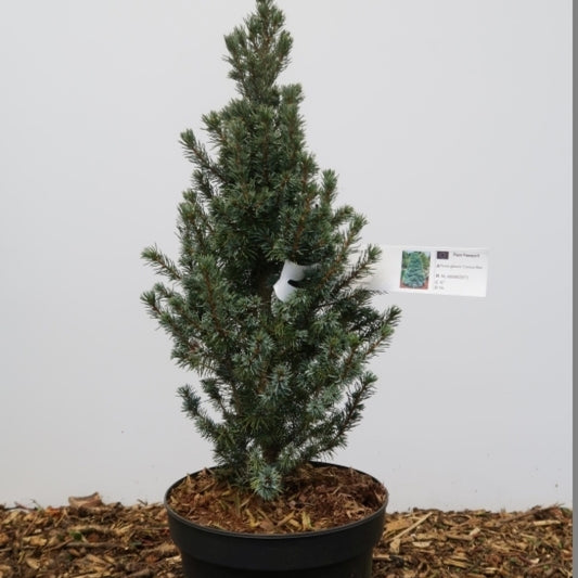 Witte spar (Picea glauca) 'Conica Blue'