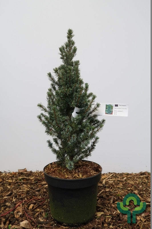 Witte spar (Picea glauca) 'Conica Blue'