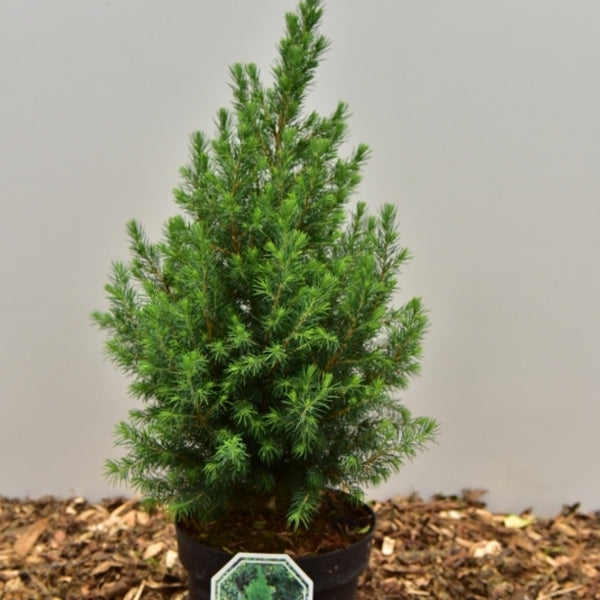 Witte spar (Picea glauca) 'Conica'