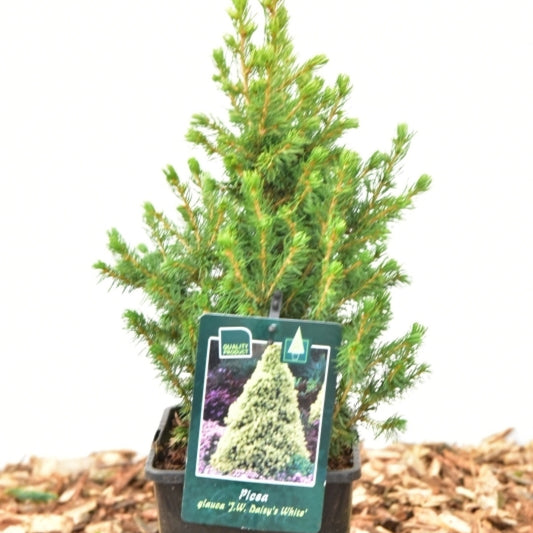 Witte spar (Picea glauca) 'Daisy's White'
