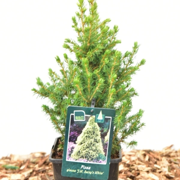 Witte spar (Picea glauca) 'Daisy's White'