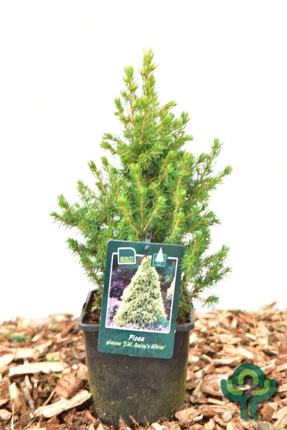 Witte spar (Picea glauca) 'Daisy's White'