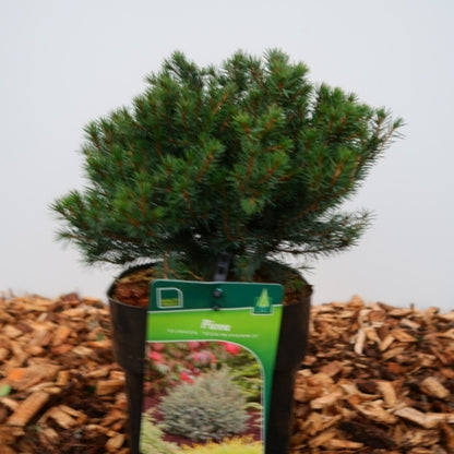 Witte spar (Picea glauca) 'Echiniformis'