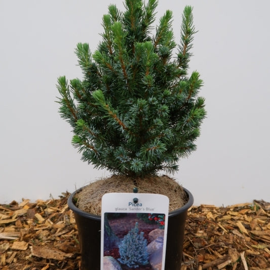 Witte spar (Picea glauca) 'Sander's Blue'