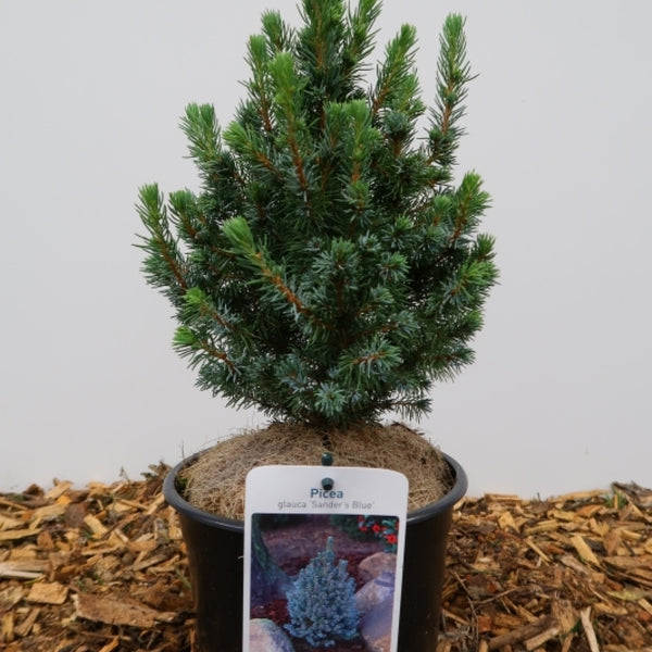 Witte spar (Picea glauca) 'Sander's Blue'