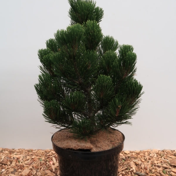 Den (Pinus heldreichii) 'Green Giant'