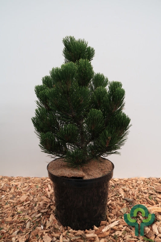 Den (Pinus heldreichii) 'Green Giant'