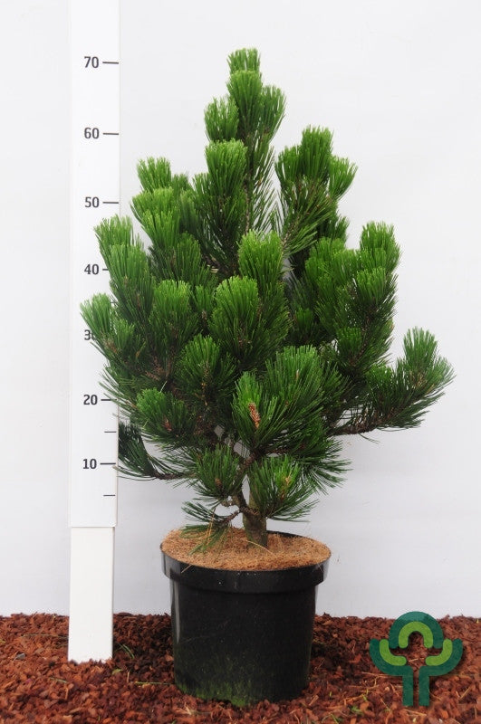 Den (Pinus heldreichii) 'Green Giant'