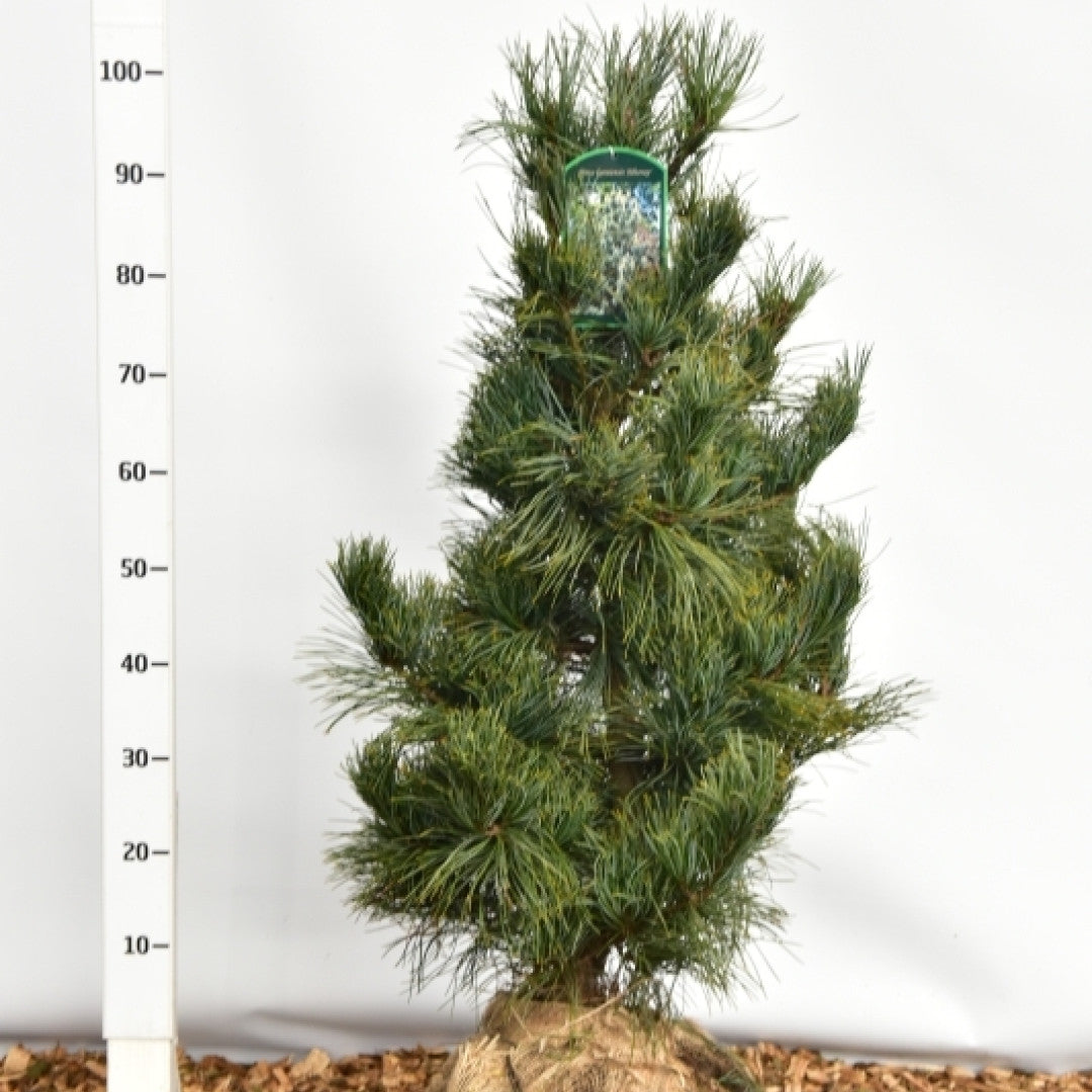 Den (Pinus koraiensis) 'Silveray'