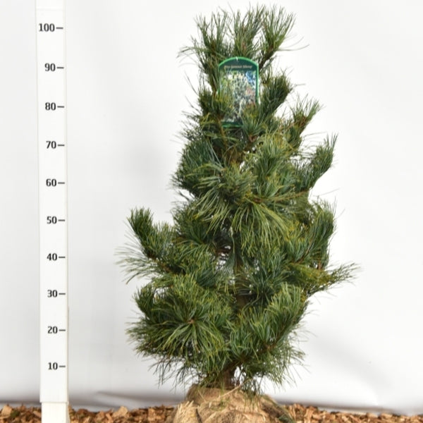 Den (Pinus koraiensis) 'Silveray'