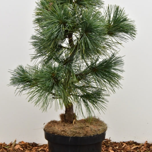 Den (Pinus koraiensis) 'Silver Lining'