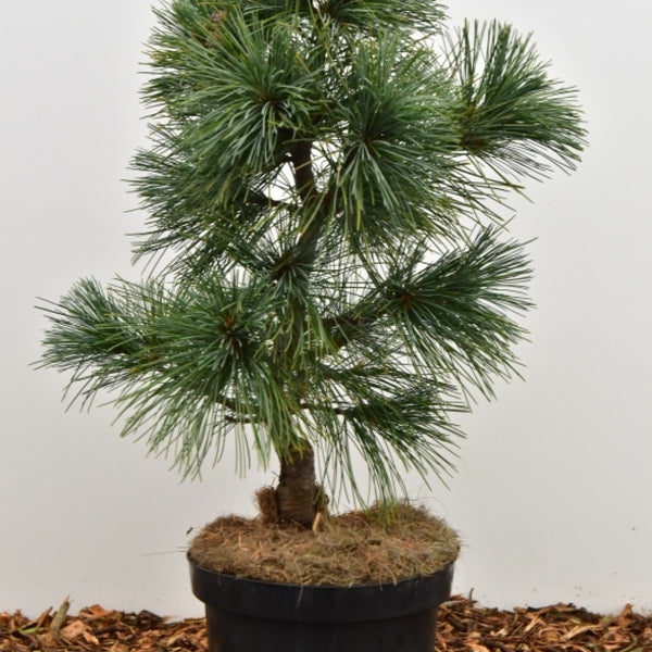 Den (Pinus koraiensis) 'Silver Lining'