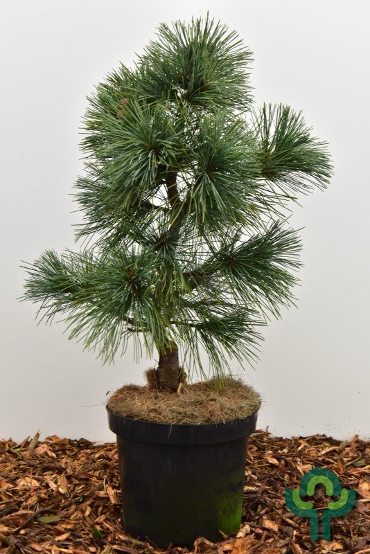 Den (Pinus koraiensis) 'Silver Lining'