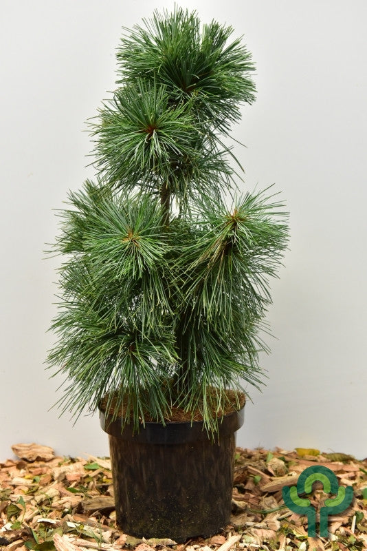 Den (Pinus koraiensis) 'Silver Lining'