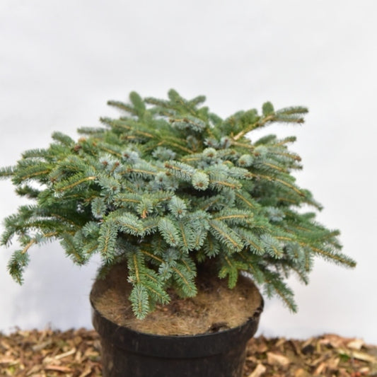 Spar (Picea lutzii) 'Machala'