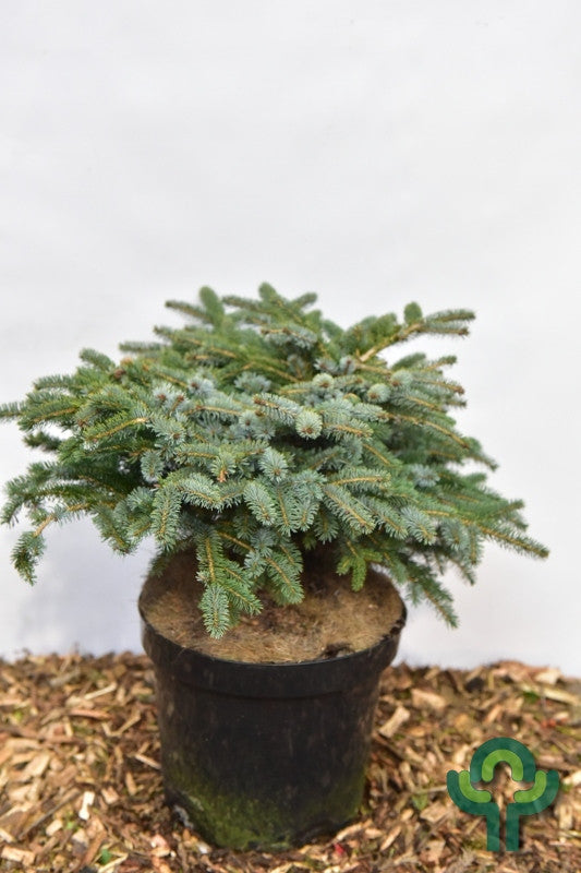 Spar (Picea lutzii) 'Machala'