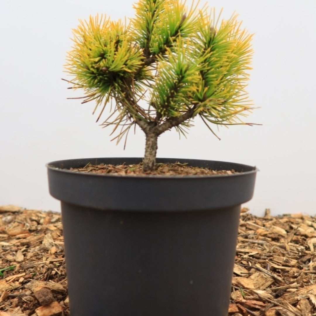 Bergden (Pinus mugo) 'Golden Glow'