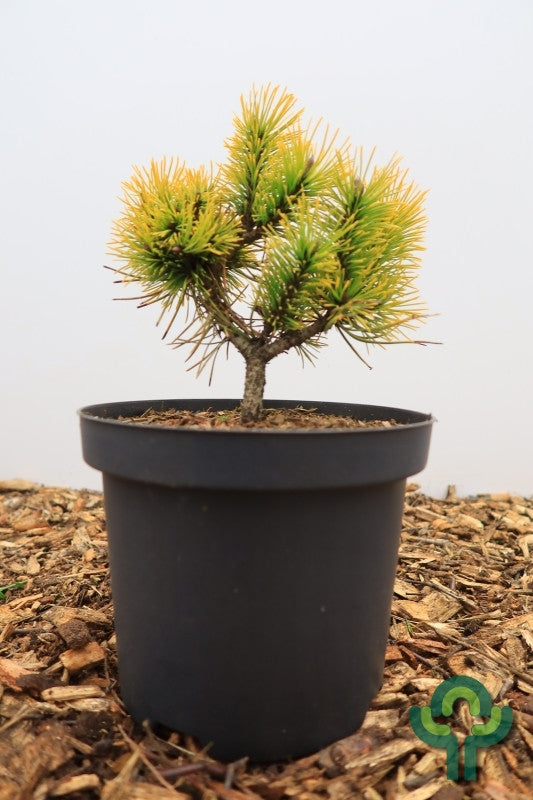 Bergden (Pinus mugo) 'Golden Glow'