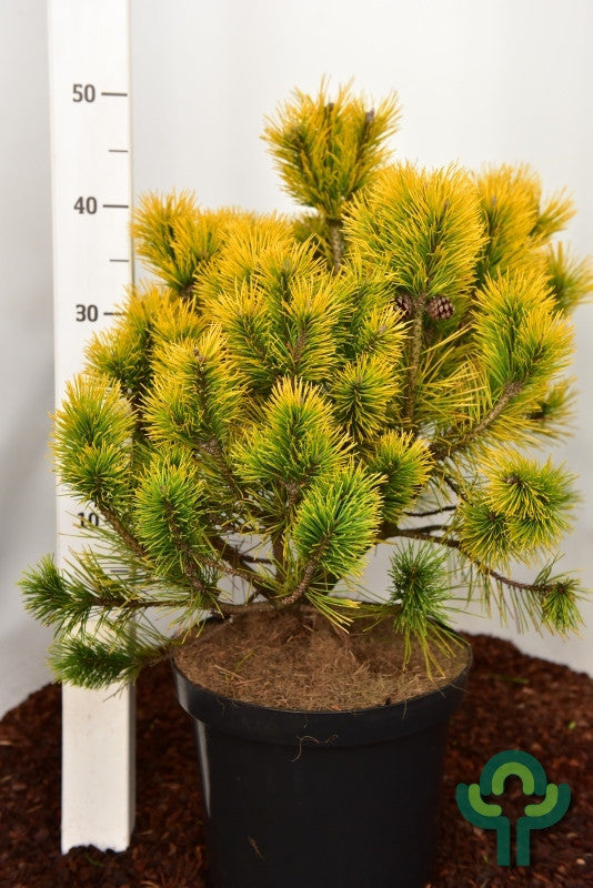 Bergden (Pinus mugo) 'Golden Glow'