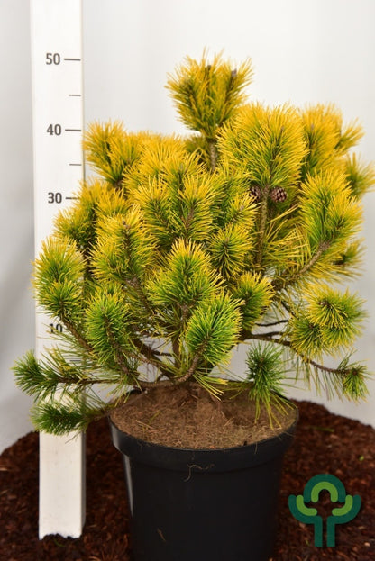 Bergden (Pinus mugo) 'Golden Glow'