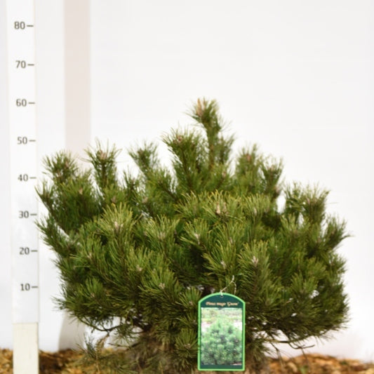 Bergden (Pinus mugo) 'Gnom'