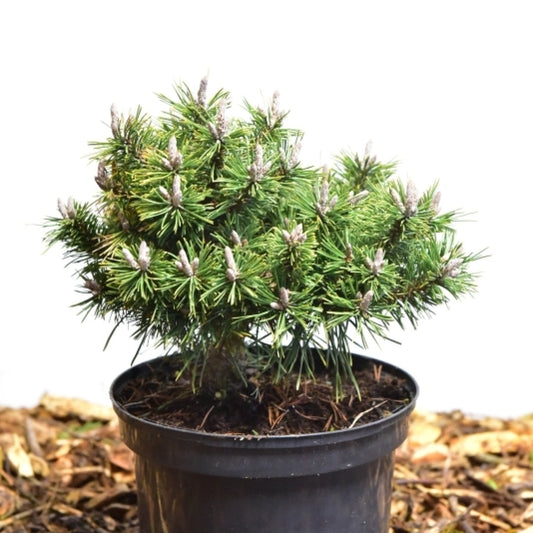 Bergden (Pinus mugo) 'Humpy'